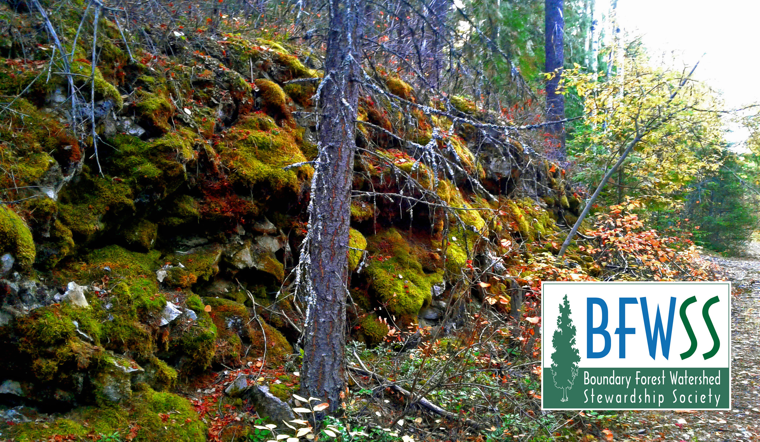 Boundary forest landscape